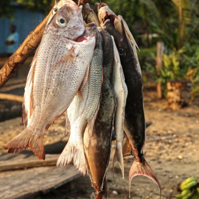 Rifffische werden nach Port Vila exportiert