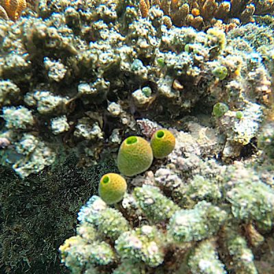 zwei wollen meer reiseblog segeln pazifik fiji weltreise schnorcheln riff korallen robuste seescheide