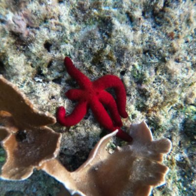 zwei wollen meer reiseblog segeln pazifik fiji weltreise schnorcheln riff korallen roter seestern schwämme
