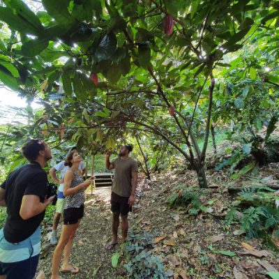 zwei wollen meer reiseblog segeln pazifik fiji savusavu vanua levu kokomana schokolade nachhaltig busch plantage