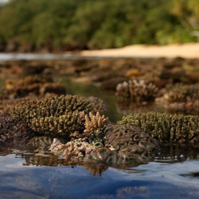 zwei wollen meer reiseblog segeln pazifik fiji fidschi weltreise kadavu buliya ono vurolevo stick bomby reef korallen
