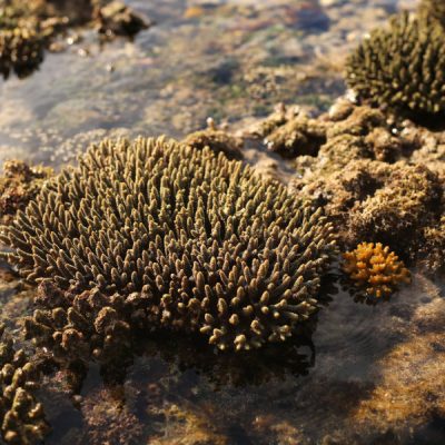zwei wollen meer reiseblog segeln pazifik fiji fidschi weltreise kadavu buliya ono vurolevo stick bomby reef koralle