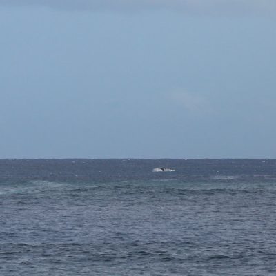 Immer wieder können wir vom Strand aus Wale beobachten