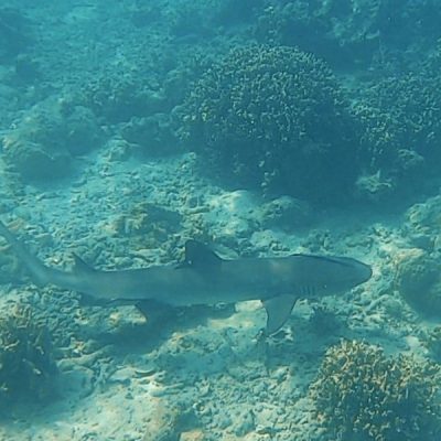 zwei wollen meer reiseblog segeln pazifik fiji yasawa weißspitzenriffhai