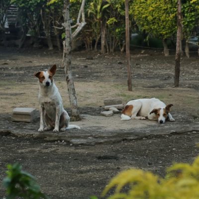 Zwei fitte Hunde